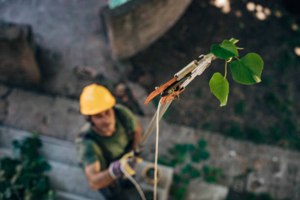 Best Tree Risk Assessment  in Kahului, HI